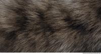 animal skin fur cat 0003